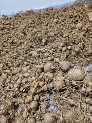 김한수님의 12월 내 작물 자랑하기 · 참여글 작성글 사진