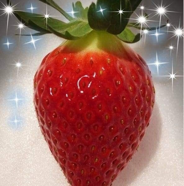 안성화님의 장터 판매 상품 [산청 설향 딸기 1kg] 첨부 사진