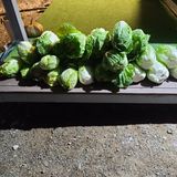 늘항상한결님의 12월 내 작물 자랑하기·참여글 작성글 사진