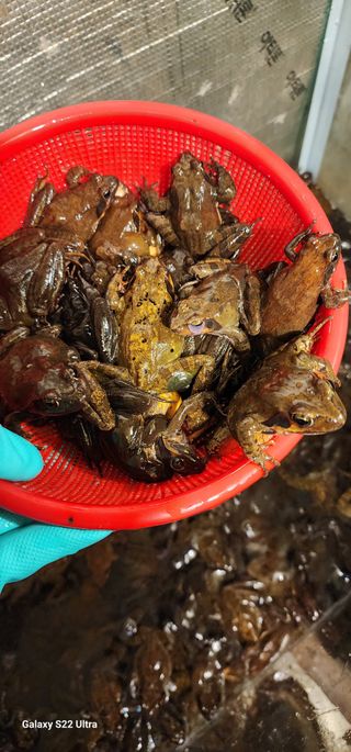 가평고추농사농원님의 우리동네 · 동네자랑 작성글 사진