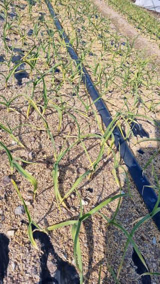 박순덕님의 마늘 · 병해충상담 작성글 사진