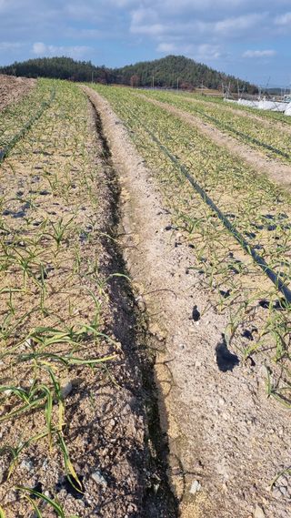 박순덕님의 마늘 · 병해충상담 작성글 사진