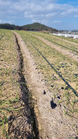 박순덕님의 마늘 · 병해충상담 작성글 사진