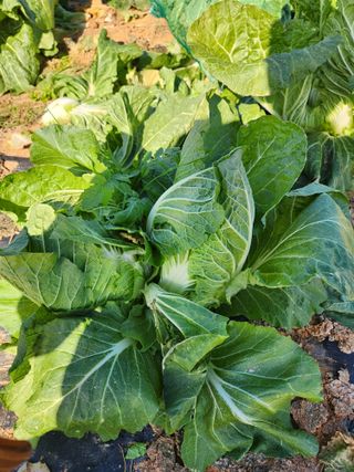 김저팔계님의 배추 · 영농일지 작성글 사진