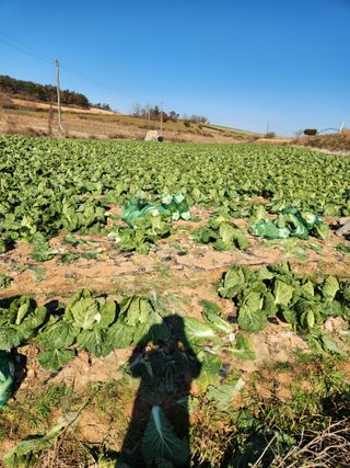 김저팔계님의 배추 · 영농일지 작성글 사진