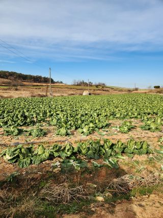 김저팔계님의 배추 · 영농일지 작성글 사진