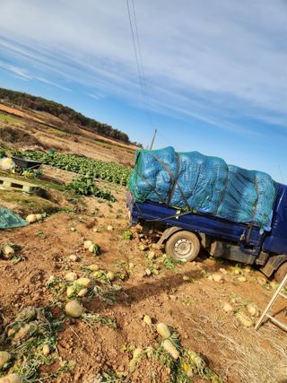 김저팔계님의 배추 · 영농일지 작성글 사진