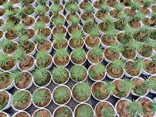 팜모닝회원 김순달 님의 12월 내 작물 자랑하기 · 참여글 작성글 사진