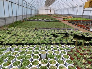 팜모닝회원 김순달 님의 12월 내 작물 자랑하기 · 참여글 작성글 사진