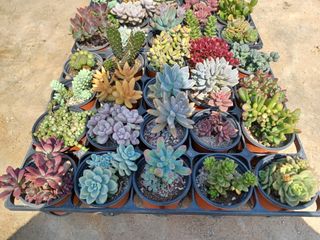 팜모닝회원 김순달 님의 12월 내 작물 자랑하기 · 참여글 작성글 사진