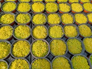 팜모닝회원 김순달 님의 12월 내 작물 자랑하기 · 참여글 작성글 사진