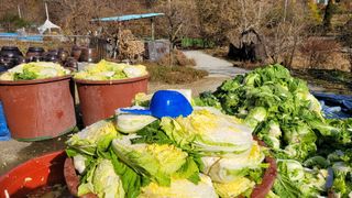 송명자님의 배추 · 일상 작성글 사진