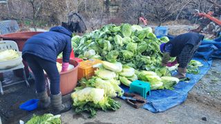 송명자님의 배추 · 일상 작성글 사진