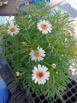 팜모닝 12월 내 작물 자랑하기·참여글 게시글 이미지