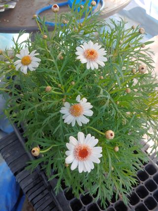 김은진님의 12월 내 작물 자랑하기 · 참여글 작성글 사진