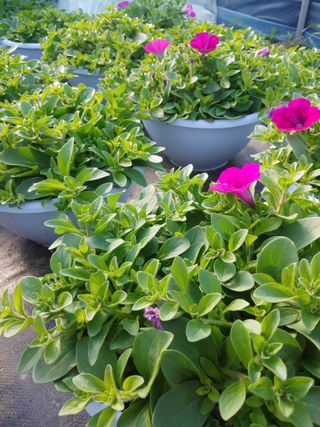 김은진님의 12월 내 작물 자랑하기 · 참여글 작성글 사진