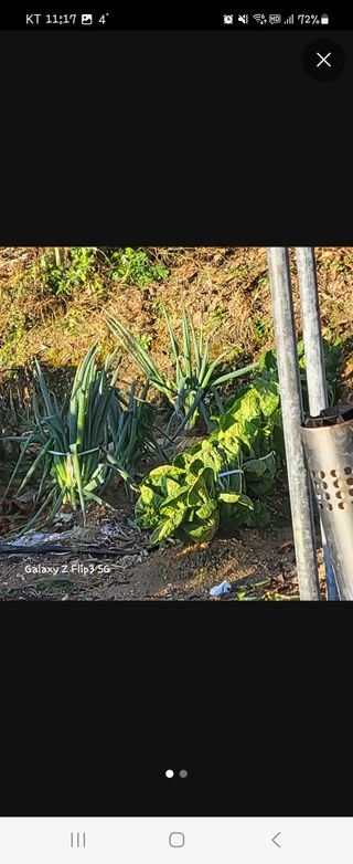 짱순이연속8월출석왕님의 12월 내 작물 자랑하기·참여글 작성글 사진