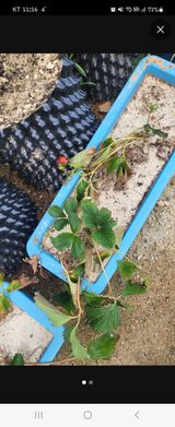 짱순이연속8월출석왕님의 12월 내 작물 자랑하기·참여글 작성글 사진