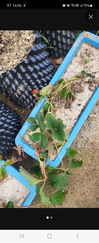 짱순이연속8월출석왕님의 12월 내 작물 자랑하기 · 참여글 작성글 사진