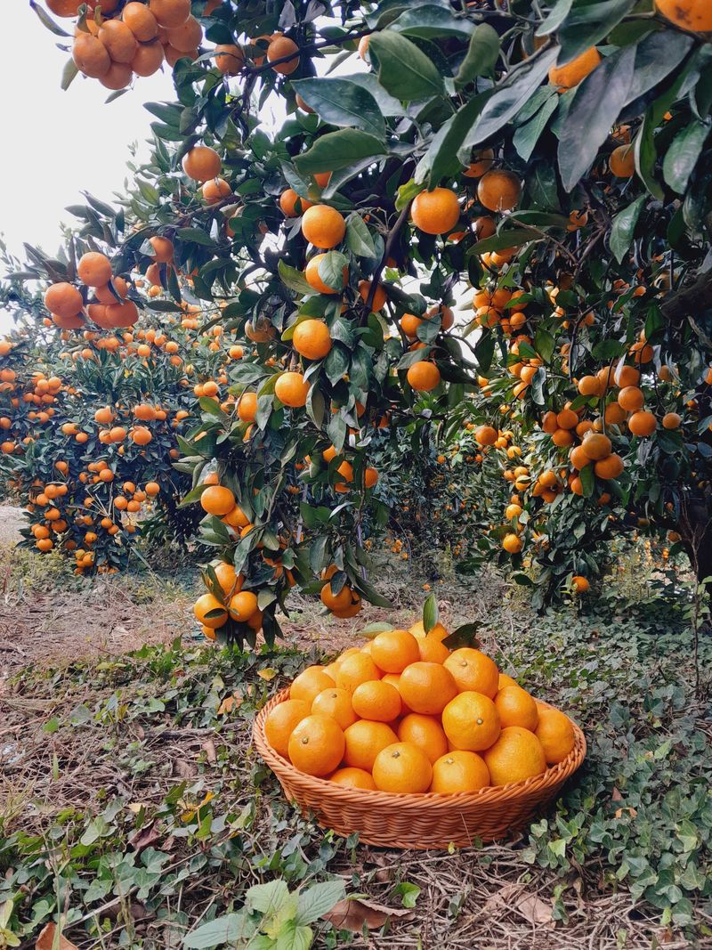 장터 상품 [고당도 노지감귤 15키로] 썸네일