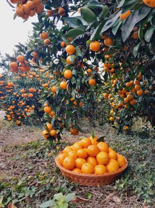 대정골귤꽃농원님의 작성글 사진