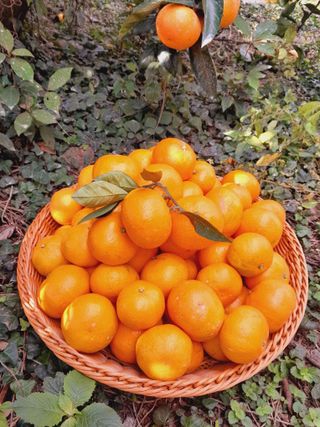 대정골귤꽃농원님의 작성글 사진