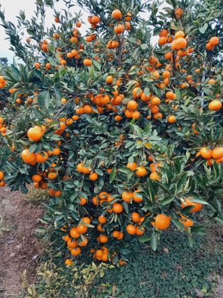 대정골귤꽃농원님의 작성글 사진