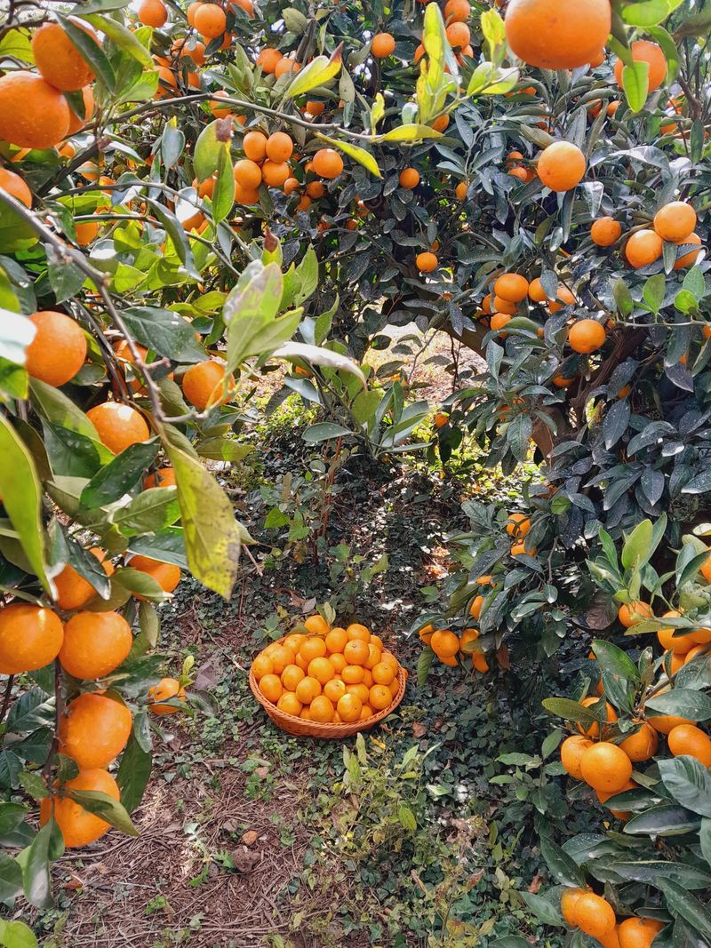 대정골귤꽃농원님의 장터 판매 상품 [고당도 노지감귤 15키로] 첨부 사진