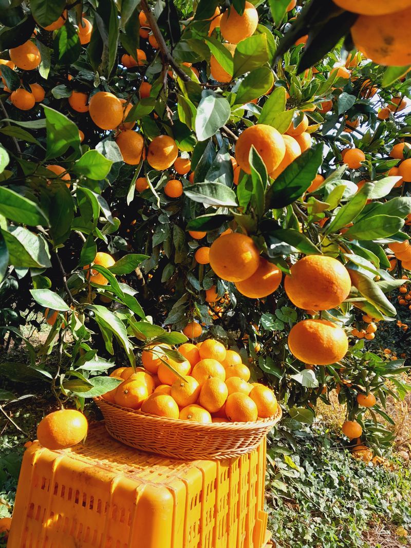 대정골귤꽃농원님의 장터 판매 상품 [고당도 노지감귤 15키로] 첨부 사진