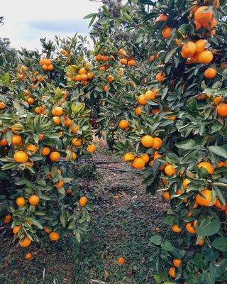 대정골귤꽃농원님의 작성글 사진