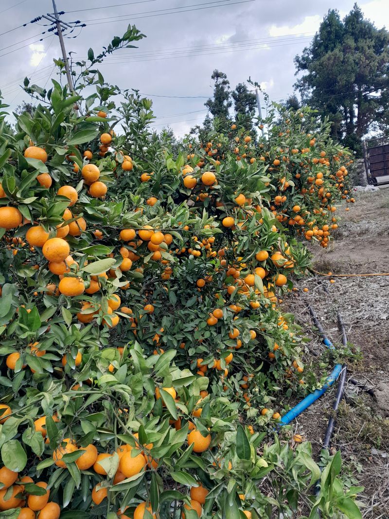 대정골귤꽃농원님의 장터 판매 상품 [고당도 노지감귤 15키로] 첨부 사진
