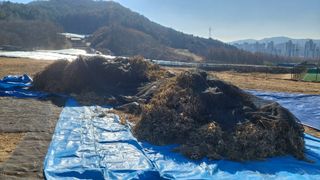 박진하님의 콩 · 자유게시판 작성글 사진