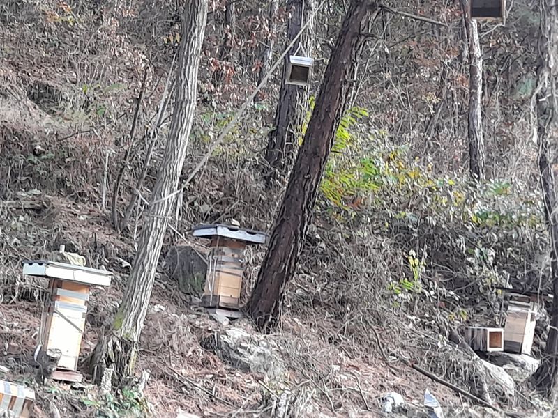 권상호님의 장터 판매 상품 [토종꿀 1kg] 첨부 사진