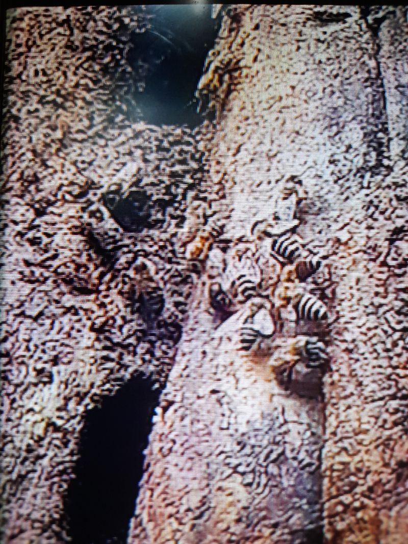 권상호님의 장터 판매 상품 [목청 1kg] 첨부 사진