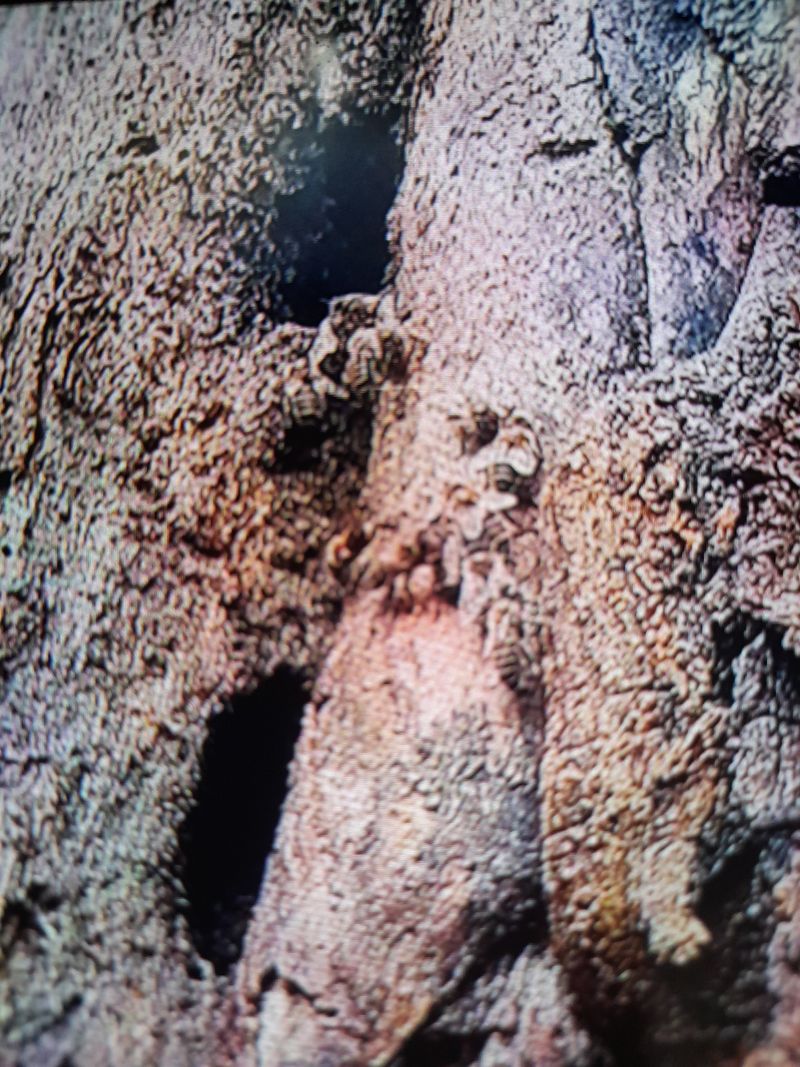 권상호님의 장터 판매 상품 [목청 1kg] 첨부 사진