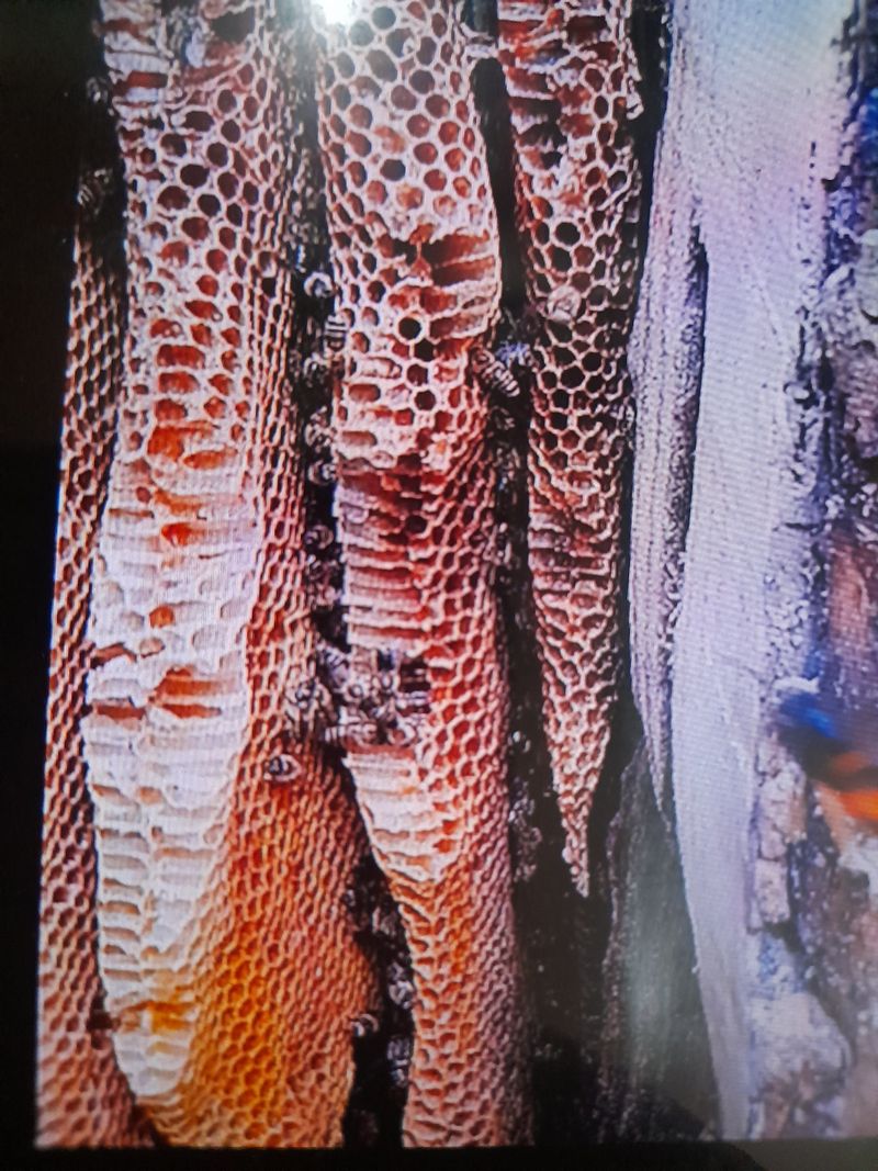 권상호님의 장터 판매 상품 [목청 1kg] 첨부 사진