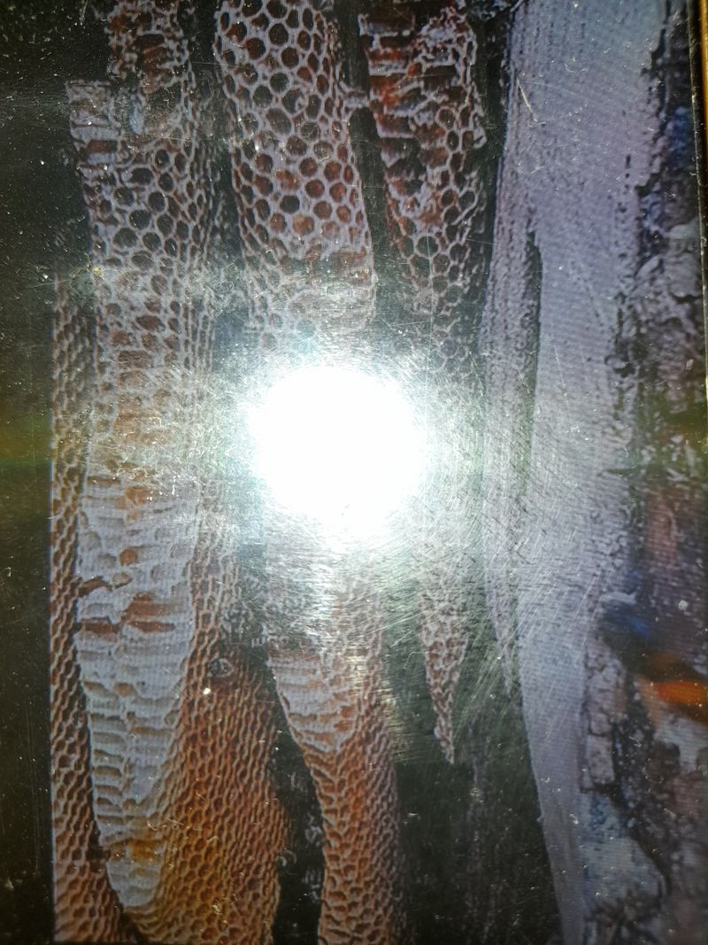 권상호님의 장터 판매 상품 [목청 1kg] 첨부 사진