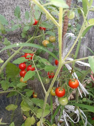 최성남님의 팜모닝 · 출석 작성글 사진