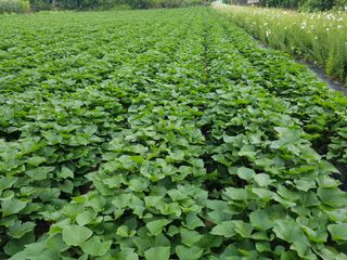 꿀고구마오수정님의 2024년 농사 계획은? · 참여글 작성글 사진