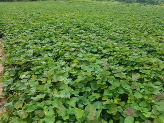 꿀고구마오수정님의 2024년 농사 계획은? · 참여글 작성글 사진