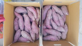 꿀고구마오수정님의 2024년 농사 계획은? · 참여글 작성글 사진