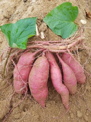 꿀고구마오수정님의 2024년 농사 계획은? · 참여글 작성글 사진