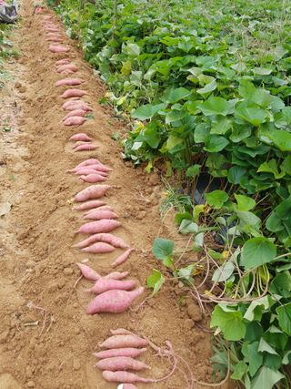 꿀고구마오수정님의 2024년 농사 계획은? · 참여글 작성글 사진