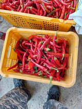 팜모닝 고추·일상 게시글 이미지