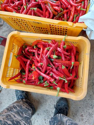 최종일님의 고추 · 일상 작성글 사진