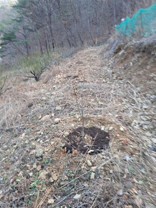 낙엽교목류21691님의 자유주제 · 자유게시판 작성글 사진