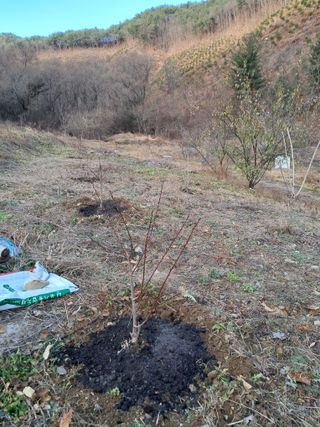 낙엽교목류21691님의 자유주제 · 자유게시판 작성글 사진