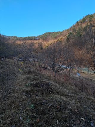 낙엽교목류21691님의 자유주제 · 자유게시판 작성글 사진