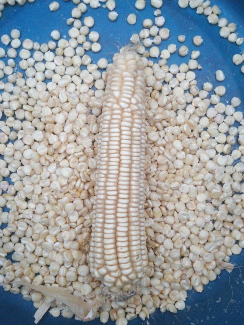 정권옥님의 장터 판매 상품 [스테비아를 첨가한 강내이 뻥튀기래요 (한봉지 실 중량 1.3킬로 이상)] 첨부 사진