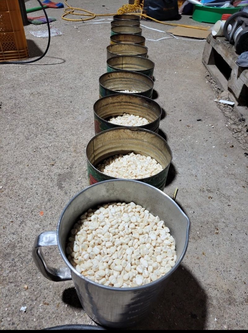 정권옥님의 장터 판매 상품 [스테비아를 첨가한 강내이 뻥튀기래요 (한봉지 실 중량 1.3킬로 이상)] 첨부 사진